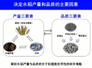 2017年度國家自然科學(xué)獎一等獎 水稻高產(chǎn)優(yōu)質(zhì)性狀形成的分子機理及品種設(shè)計